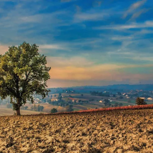 alberi